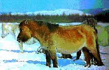 YAKUT